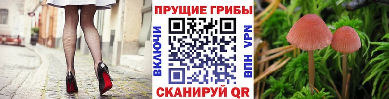 ОМГ ОМГ онион  сайты даркнета состав  Галлюциногенные грибы мицелий  Шарья 